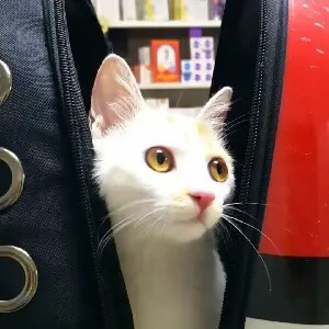 加载头像